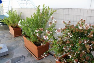 Catherina