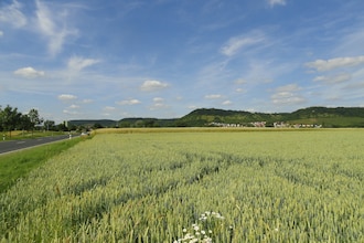 Wilder Wein