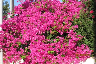 Villa Almond