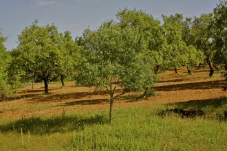 Quinta Quigima