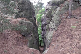Waldblick