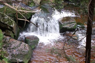 Waldblick