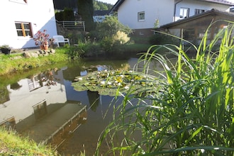Am Teich