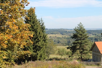 Borovice