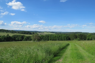 Borovice