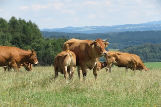 Borovice