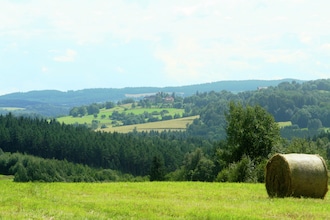 Borovice