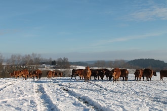 Borovice