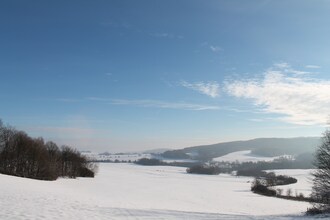 Borovice