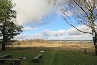 Borovice