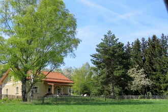 Borovice