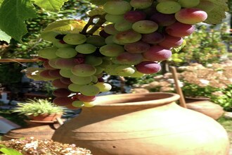 Quinta do Ribeiro Joaninho