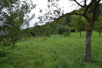 Eifelherz