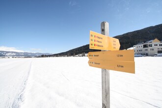 Alpensteinbock Mauterndorf