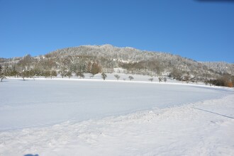 Borivoj