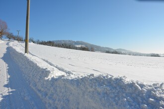 Borivoj