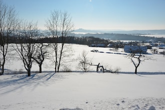Borivoj
