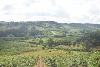 Vinha da Mata
