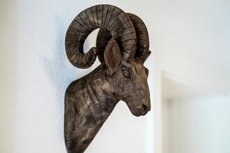 Alpensteinbock Saalbach L