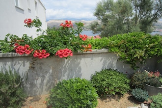Apartment Veronika studio 047-106
