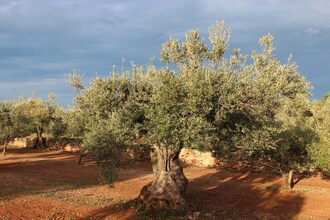 Finca Casa Filou