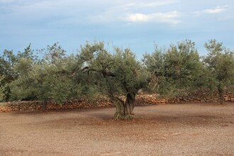 Finca Casa Filou