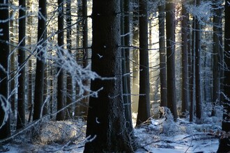 Im Bayerischen Wald