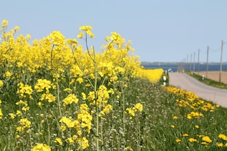 An der Bucht