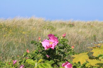 Strandnahe Ferienwohnung