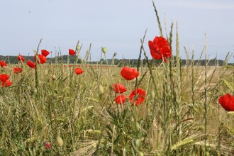 Gartenblick