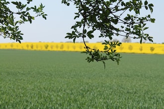 Naturblick & Blockhütte Sommer