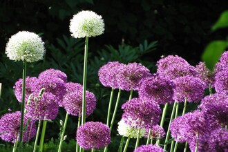 Am Breitling mit Garten