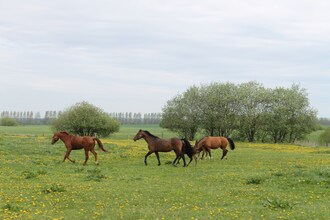 Ferien & Reiterhof - Teichblick