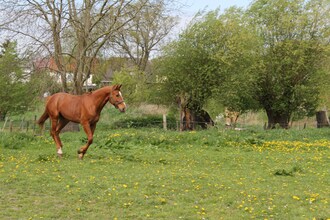 Ferien & Reiterhof - Teichblick