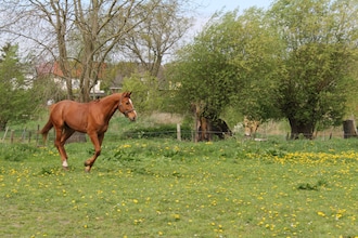 Ferien & Reiterhof - Pferdeblick