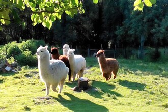 Urlaub auf dem Gutshof Pfau