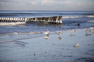 Seaside holiday homes