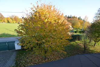 Vila Nemojov