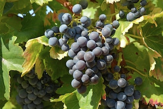 Gîte de luxe dans les vignes 5