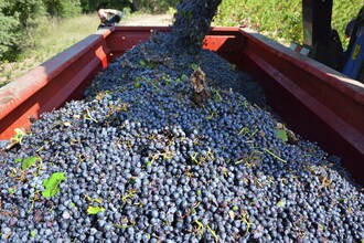 Gîte de luxe dans les vignes 5