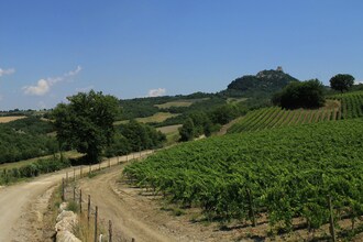 Olivo