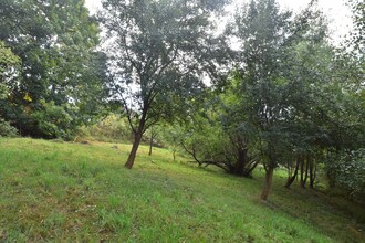 Kieboom