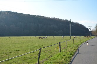 Tatana