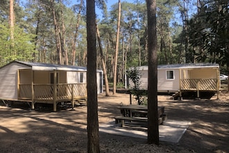 Vlaamse gaai