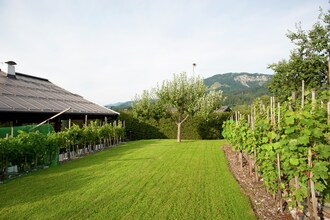 Jaklitsch
