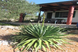 House Rosemary