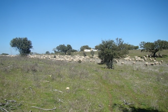 La Galana