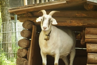 Hexenhaus