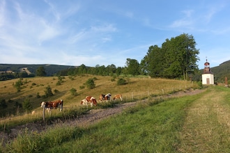 Rokytno