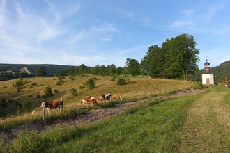 Rokytno